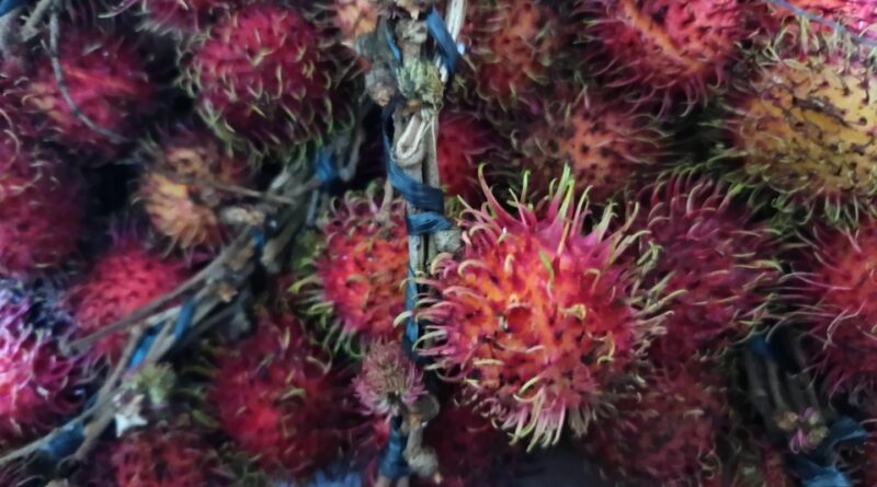 musim rambutan