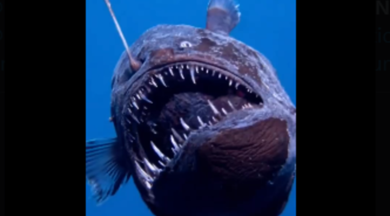 anglerfish black seadevil