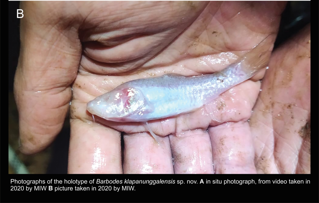 Barbodes klapanunggalensis: Spesies Ikan Buta Baru dari Bogor