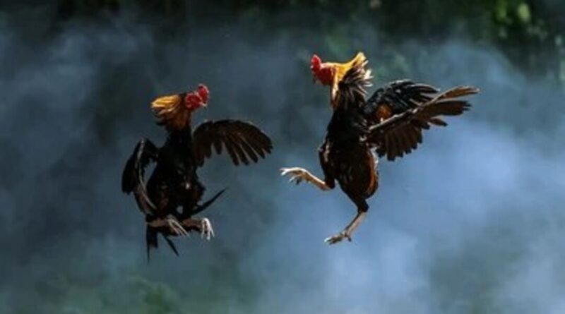 sejarah sabung ayam