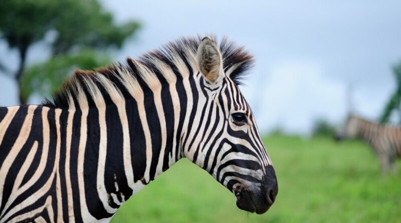 strip hitam putih pada zebra